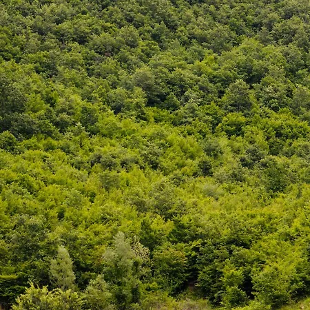 Lalzit Hills Daire *